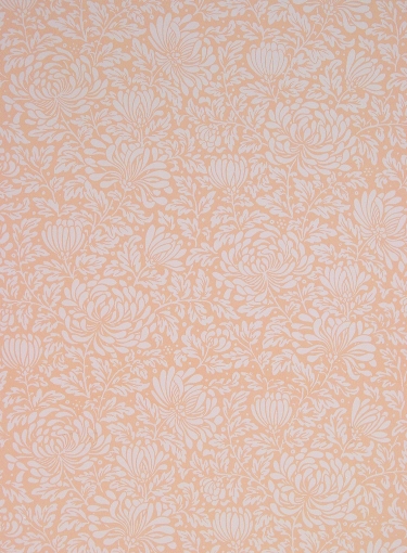 Chrysanthemum Wallpaper - Rose